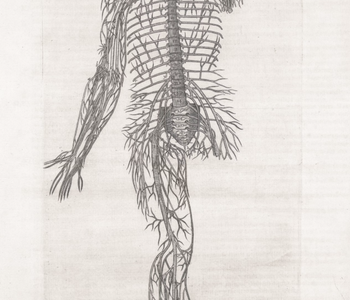 La régulation du système nerveux